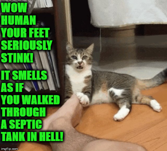STINK FOOT | WOW HUMAN YOUR FEET SERIOUSLY STINK! IT SMELLS AS IF YOU WALKED THROUGH A SEPTIC TANK IN HELL! | image tagged in stink foot | made w/ Imgflip meme maker