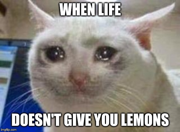 Sad cat | WHEN LIFE; DOESN'T GIVE YOU LEMONS | image tagged in sad cat | made w/ Imgflip meme maker