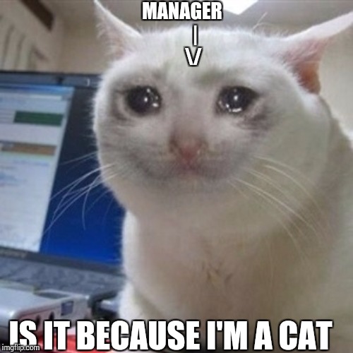 Crying cat | MANAGER
       |
      \/ IS IT BECAUSE I'M A CAT | image tagged in crying cat | made w/ Imgflip meme maker