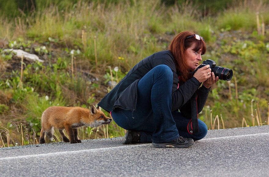 fox smelling Blank Meme Template