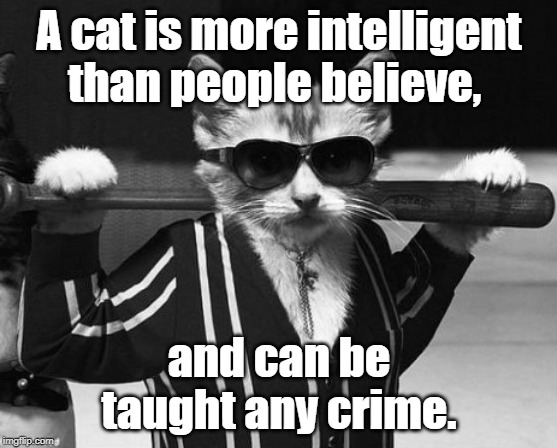 cats are  intelligent | A cat is more intelligent than people believe, and can be taught any crime. | image tagged in cats | made w/ Imgflip meme maker