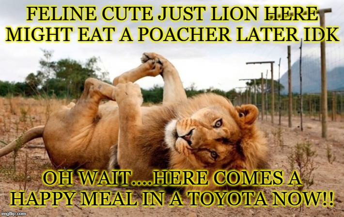 FELINE CUTE JUST LION HERE
MIGHT EAT A POACHER LATER IDK; OH WAIT....HERE COMES A HAPPY MEAL IN A TOYOTA NOW!! | image tagged in happy lion | made w/ Imgflip meme maker