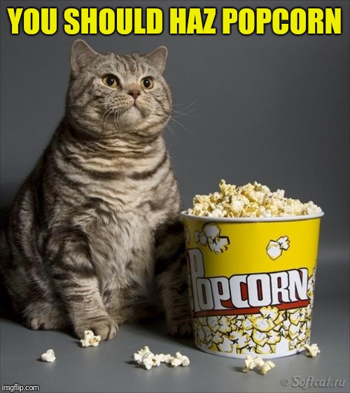 Cat eating popcorn | YOU SHOULD HAZ POPCORN | image tagged in cat eating popcorn | made w/ Imgflip meme maker