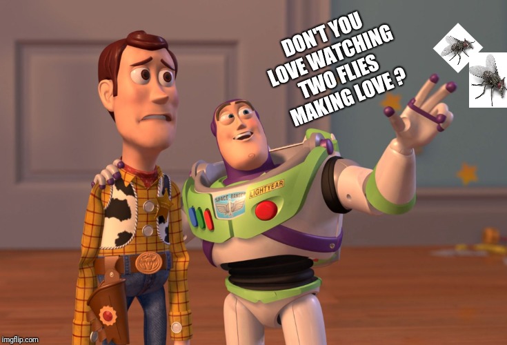 Don't you love watching... | DON'T YOU 
LOVE WATCHING 
TWO FLIES 
MAKING LOVE ? | image tagged in memes,x x everywhere | made w/ Imgflip meme maker