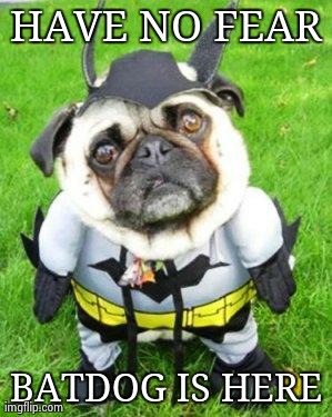image tagged in batdog,batman,dogs,funny,animals | made w/ Imgflip meme maker