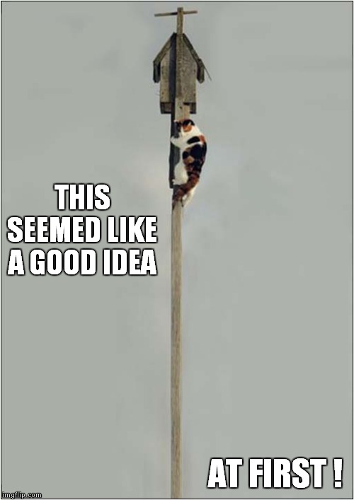 Way Too High ! | THIS SEEMED LIKE A GOOD IDEA; AT FIRST ! | image tagged in cats,bird box | made w/ Imgflip meme maker