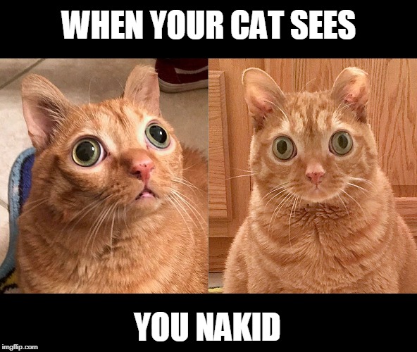 nakid | WHEN YOUR CAT SEES; YOU NAKID | image tagged in cats,nakid | made w/ Imgflip meme maker