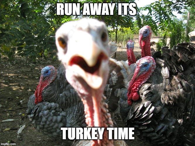 Turkeys | RUN AWAY ITS; TURKEY TIME | image tagged in turkeys | made w/ Imgflip meme maker