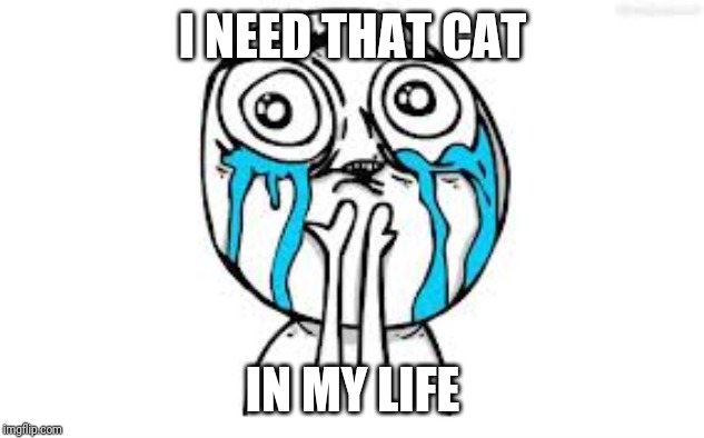 Crying Because Of Cute Meme | I NEED THAT CAT; IN MY LIFE | image tagged in memes,crying because of cute | made w/ Imgflip meme maker