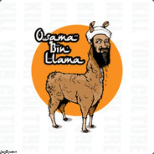 osama bin llama | image tagged in llama | made w/ Imgflip meme maker