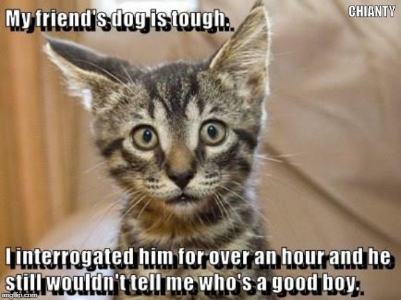 Dogs tough | CHIANTY | image tagged in interrogation | made w/ Imgflip meme maker