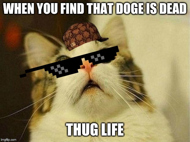 Scared Cat | WHEN YOU FIND THAT DOGE IS DEAD; THUG LIFE | image tagged in memes,scared cat | made w/ Imgflip meme maker