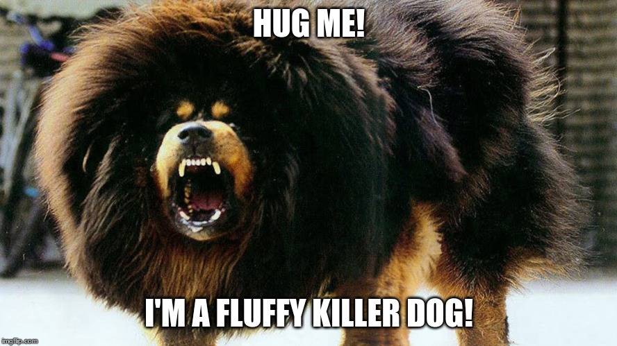 HUG ME! I'M A FLUFFY KILLER DOG! | image tagged in dogs | made w/ Imgflip meme maker