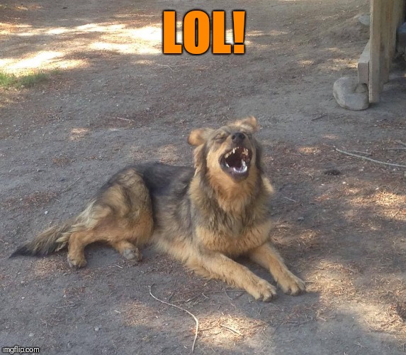 lol dog | LOL! | image tagged in lol dog | made w/ Imgflip meme maker