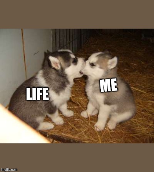 Cute Puppies Meme | LIFE; ME | image tagged in memes,cute puppies | made w/ Imgflip meme maker