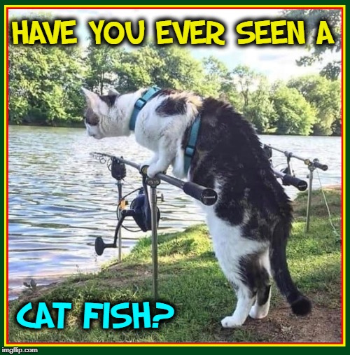 A Day at the Lake with Whiskers | HAVE YOU EVER SEEN A; CAT FISH? | image tagged in vince vance,cats,fishing,catfish,rod and reel,hook line ans sinker | made w/ Imgflip meme maker