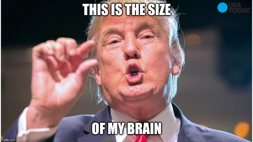 Donald Trump small brain | THIS IS THE SIZE; OF MY BRAIN | image tagged in donald trump small brain | made w/ Imgflip meme maker