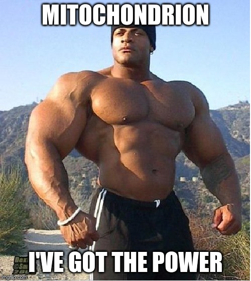 buff guy | MITOCHONDRION; I'VE GOT THE POWER | image tagged in buff guy | made w/ Imgflip meme maker
