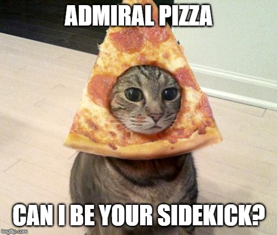 pizza cat | ADMIRAL PIZZA; CAN I BE YOUR SIDEKICK? | image tagged in pizza cat | made w/ Imgflip meme maker