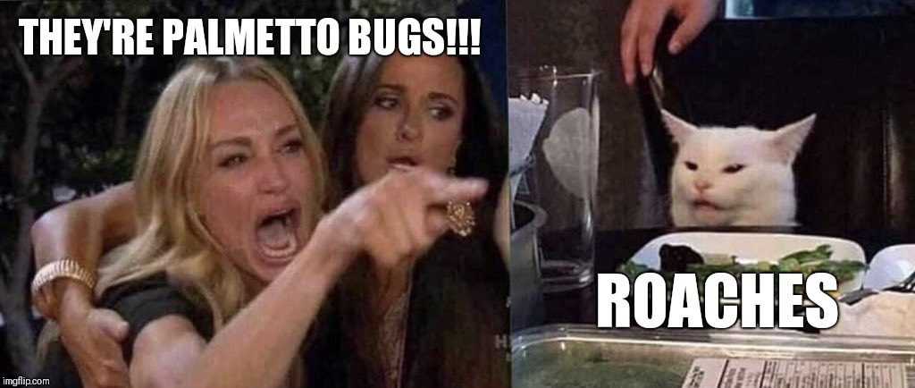 woman yelling at cat | THEY'RE PALMETTO BUGS!!! ROACHES | image tagged in woman yelling at cat | made w/ Imgflip meme maker