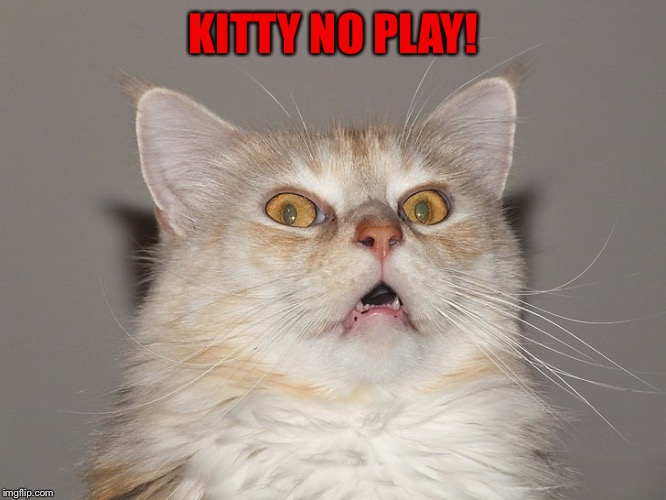 Surprised Cat / Startled Cat / Scared Cat / Spooked Cat | KITTY NO PLAY! | image tagged in surprised cat / startled cat / scared cat / spooked cat | made w/ Imgflip meme maker