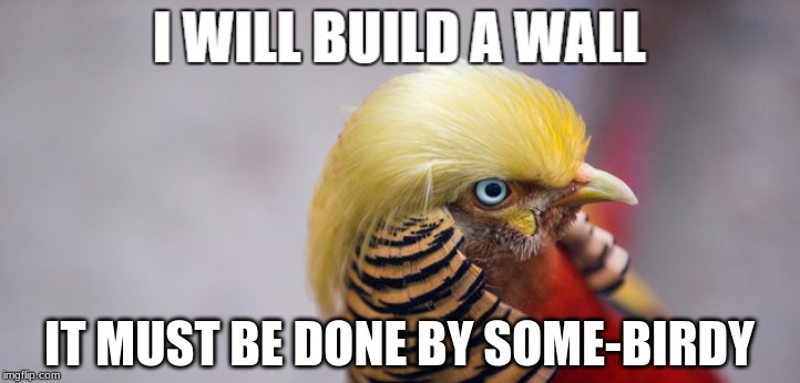 trump bird | IT MUST BE DONE BY SOME-BIRDY | image tagged in wall | made w/ Imgflip meme maker