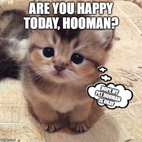 ARE YOU HAPPY TODAY, HOOMAN? HOPE MY PET HOOMAN IS OKAY | made w/ Imgflip meme maker