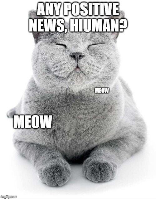ANY POSITIVE NEWS, HIUMAN? MEOW; MEOW | made w/ Imgflip meme maker