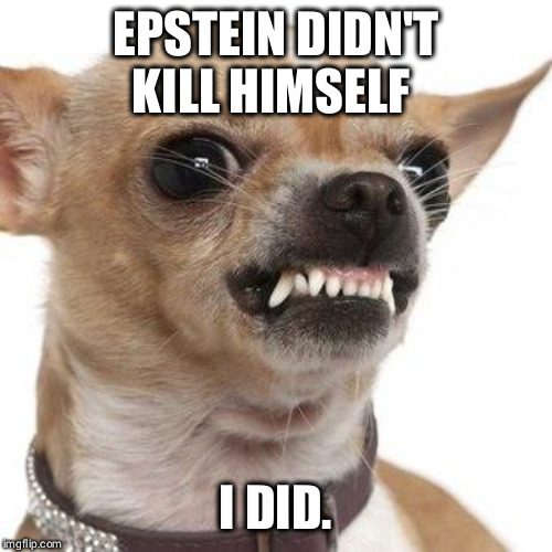 Angry chihuahua  |  EPSTEIN DIDN'T KILL HIMSELF; I DID. | image tagged in angry chihuahua | made w/ Imgflip meme maker