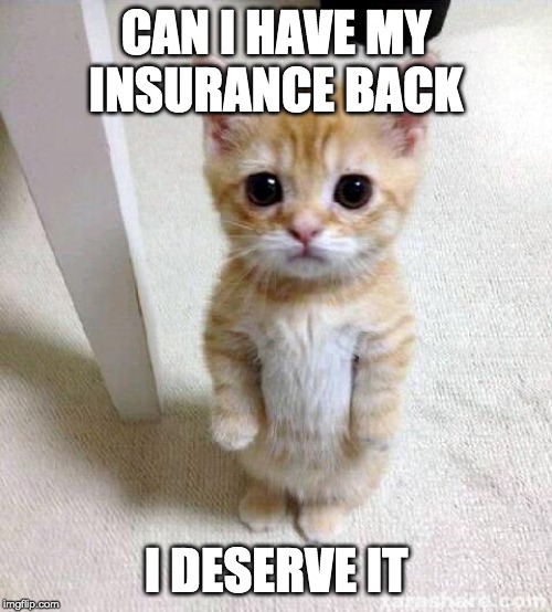 Cute Cat | CAN I HAVE MY INSURANCE BACK; I DESERVE IT | image tagged in memes,cute cat | made w/ Imgflip meme maker
