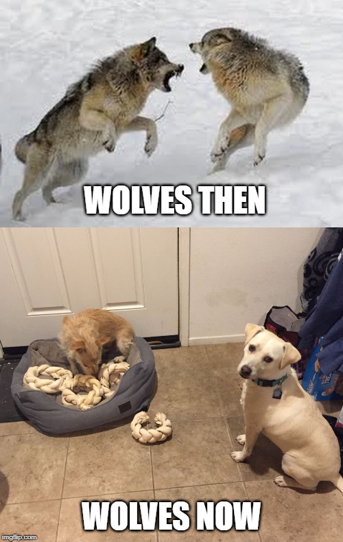 WOLVES THEN; WOLVES NOW | image tagged in modern-day wolves' fight for food resolved | made w/ Imgflip meme maker
