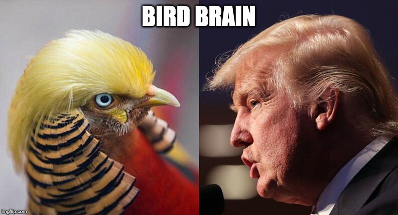 BIRD BRAIN | made w/ Imgflip meme maker
