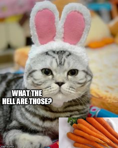 bunny | WHAT THE HELL ARE THOSE? | image tagged in bunny | made w/ Imgflip meme maker