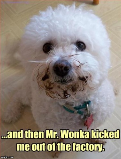 image tagged in memes,dog,cute,guilty,guilt,chocolate | made w/ Imgflip meme maker