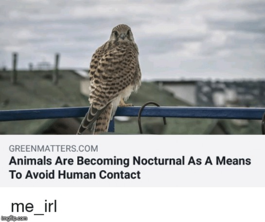 image tagged in memes,animal,me irl,human,society | made w/ Imgflip meme maker