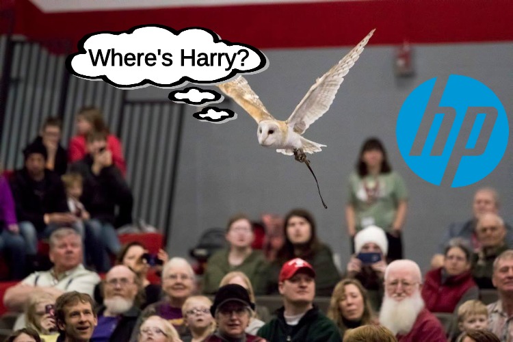 Oh, Hedwig.  Bless your heart.  An honest mistake. | Where's Harry? | image tagged in memes,media | made w/ Imgflip meme maker