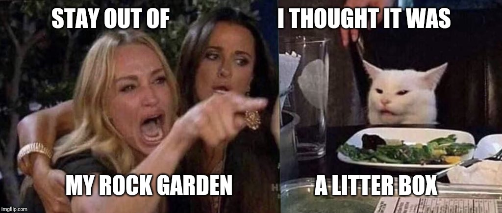 woman yelling at cat | STAY OUT OF                         I THOUGHT IT WAS; MY ROCK GARDEN                   A LITTER BOX | image tagged in woman yelling at cat | made w/ Imgflip meme maker