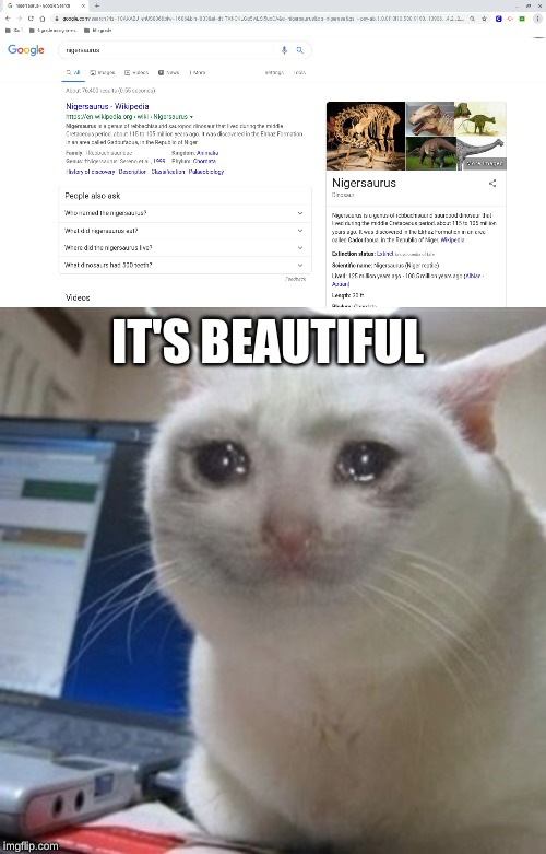 IT'S BEAUTIFUL | image tagged in cryingcat | made w/ Imgflip meme maker