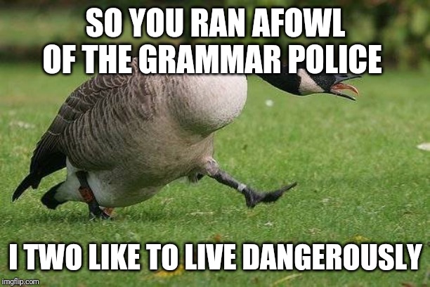 Angry Canada Goose | SO YOU RAN AFOWL OF THE GRAMMAR POLICE; I TWO LIKE TO LIVE DANGEROUSLY | image tagged in angry canada goose | made w/ Imgflip meme maker