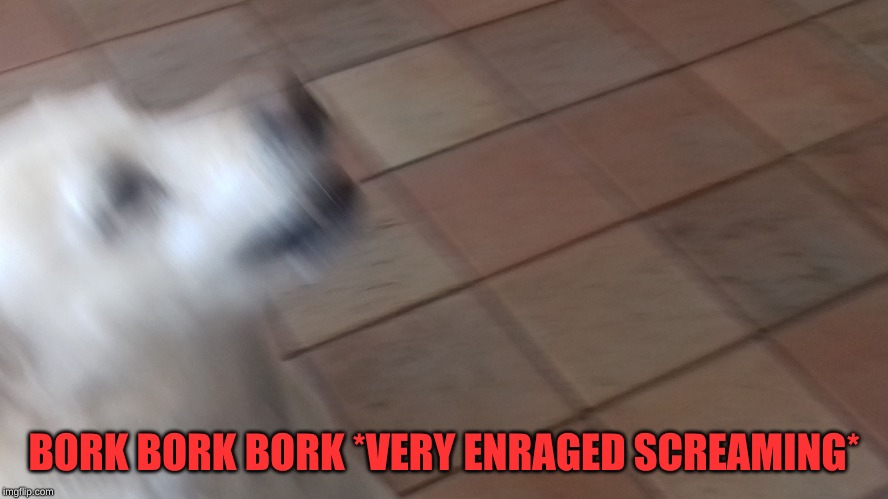 REEE Doggo | BORK BORK BORK *VERY ENRAGED SCREAMING* | image tagged in reee doggo | made w/ Imgflip meme maker
