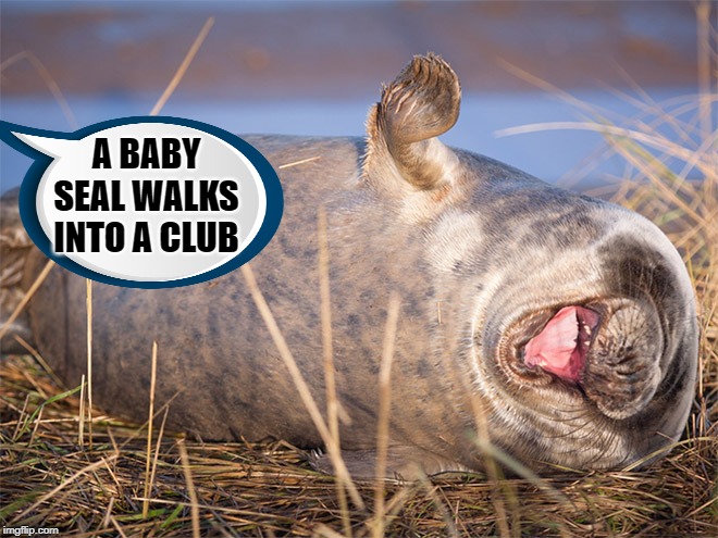 BA-dum-tiss | A BABY SEAL WALKS INTO A CLUB | image tagged in seal,joke | made w/ Imgflip meme maker