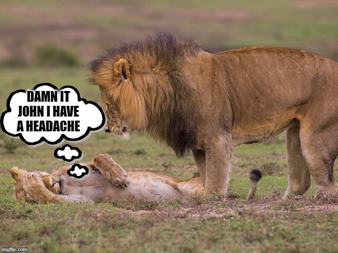 hey baby | DAMN IT JOHN I HAVE A HEADACHE | image tagged in headache,lion | made w/ Imgflip meme maker