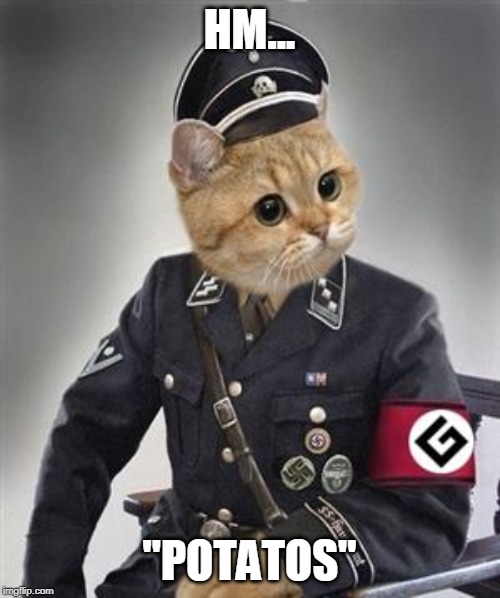 Grammar Nazi Cat | HM... "POTATOS" | image tagged in grammar nazi cat | made w/ Imgflip meme maker