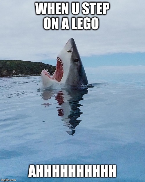 Rare image of a shark stepping on a Lego | WHEN U STEP ON A LEGO; AHHHHHHHHHH | image tagged in rare image of a shark stepping on a lego | made w/ Imgflip meme maker