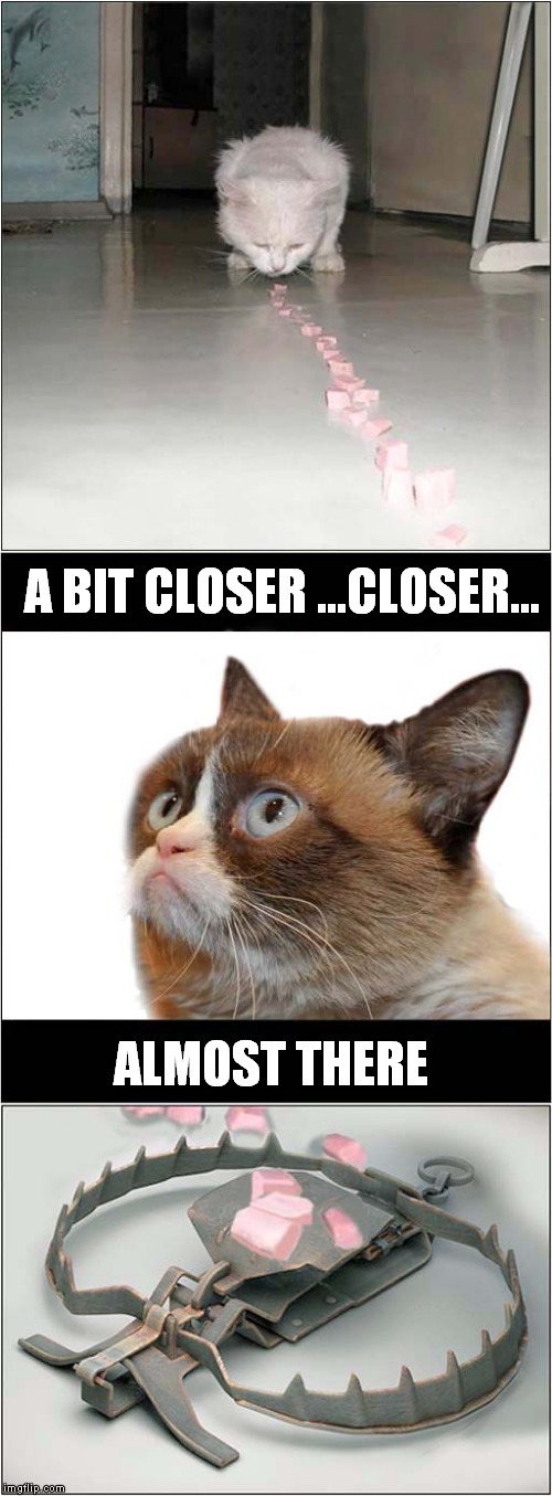 Grumpys 'It's A Trap' | A BIT CLOSER ...CLOSER... ALMOST THERE | image tagged in fun,grumpy cat,it's a trap | made w/ Imgflip meme maker