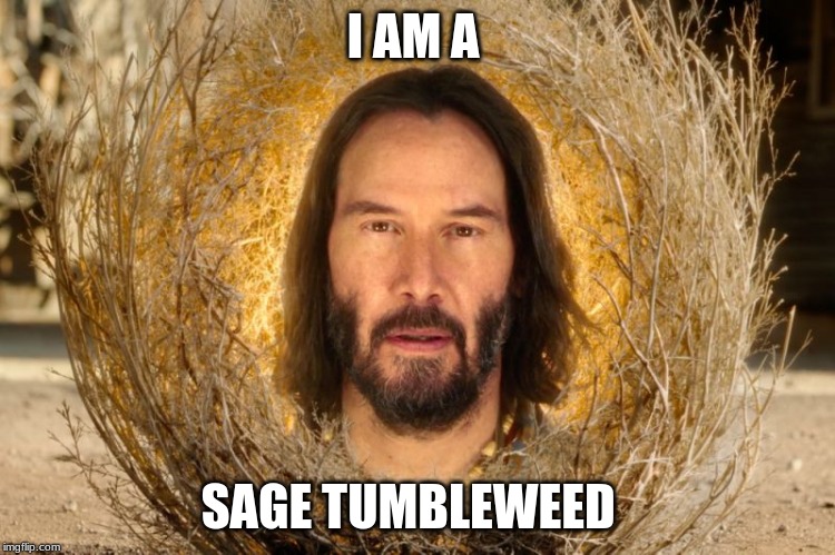 sage tumbleweed | I AM A; SAGE TUMBLEWEED | image tagged in funny memes | made w/ Imgflip meme maker