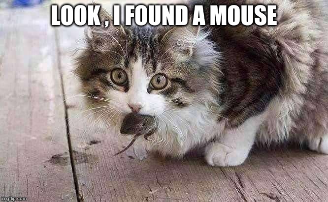 Cat With Mouse | LOOK , I FOUND A MOUSE | image tagged in cat with mouse | made w/ Imgflip meme maker