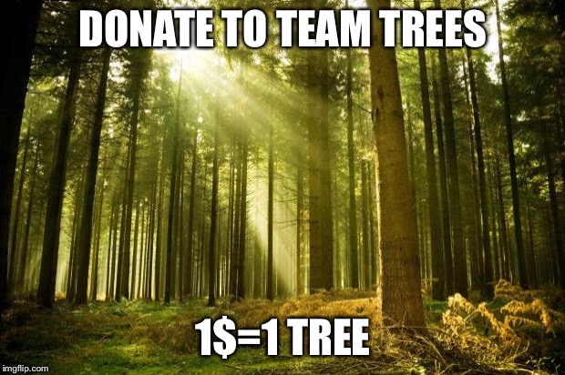 sunlit forest | DONATE TO TEAM TREES; 1$=1 TREE | image tagged in sunlit forest | made w/ Imgflip meme maker