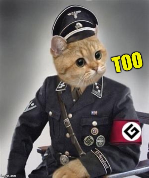 Grammar Nazi Cat | TOO | image tagged in grammar nazi cat | made w/ Imgflip meme maker