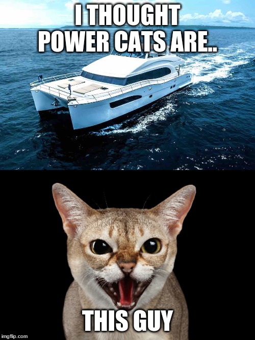 Power Cats | I THOUGHT POWER CATS ARE.. THIS GUY | image tagged in cats | made w/ Imgflip meme maker